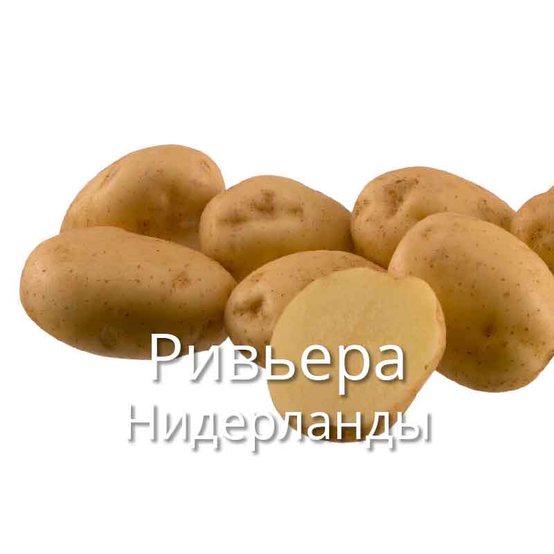 Картофель Ривьера семенной купить в Екатеринбурге в магазине Зеленый садУралмаш Эльмаш семена саженцы